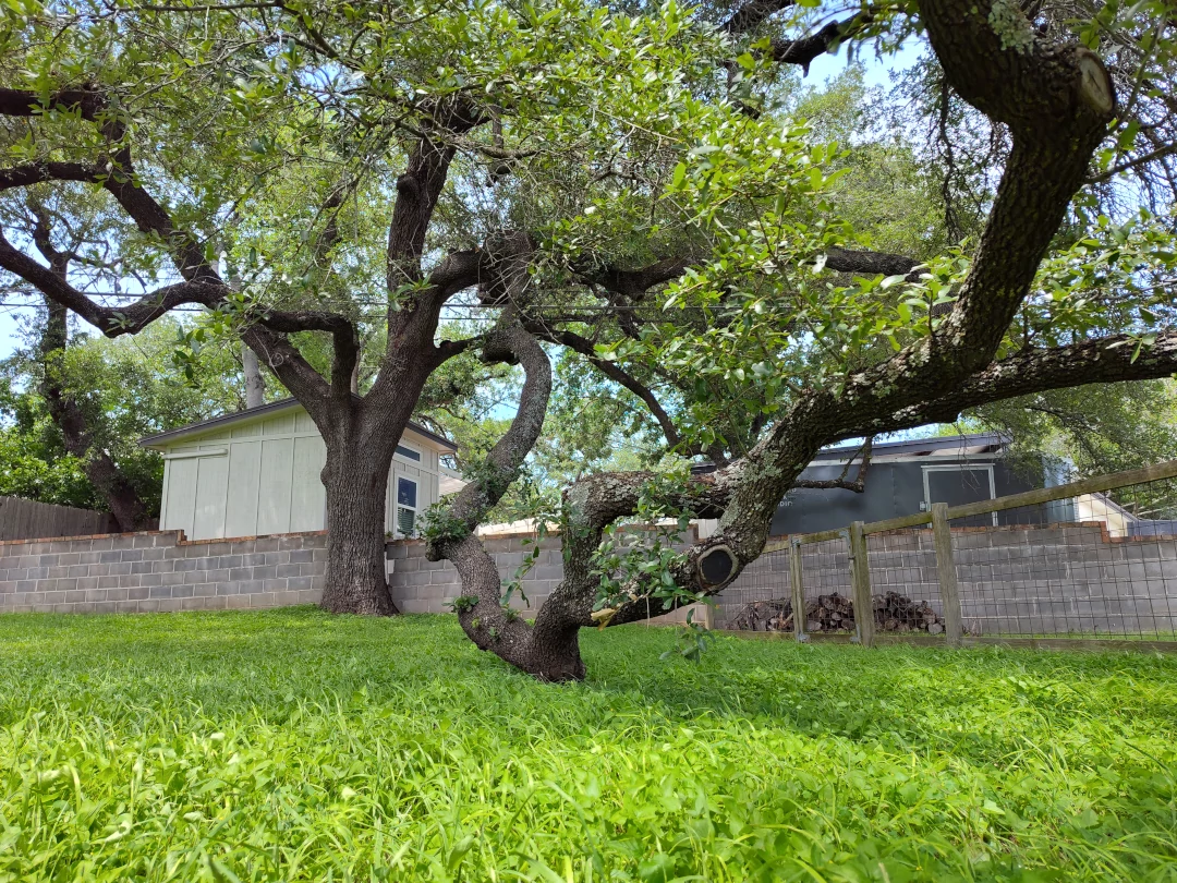 A photo of an Escarpment live oak with a sprawling crown. This tree has a branch that reaches all the way to the ground.